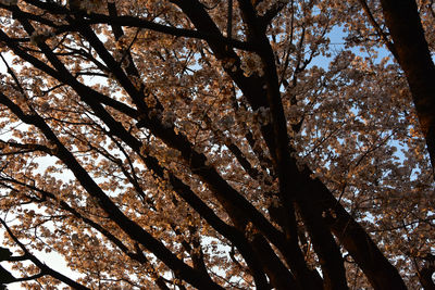 Low angle view of trees against sky