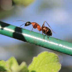 Close-up of ant on leaf