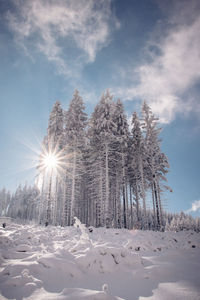 Fairy-tale wilderness covered in snow. forest shows its greatness and sun shines through these trees