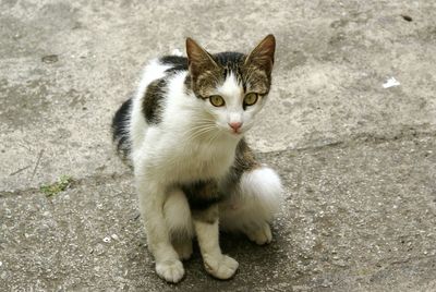 Close-up portrait of cat