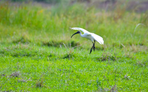 Bird flying over a field