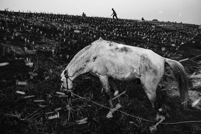 View of horse grazing on field