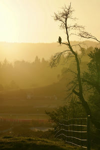 View of a bird at sunset