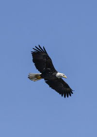 Low angle view of bird flying against clear blue sky