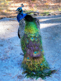 High angle view of peacock