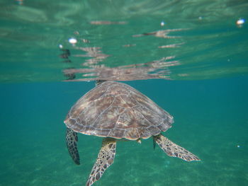 Close-up of jellyfish swimming in sea