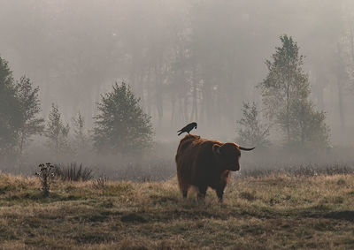 Highland cattle on field during foggy weather