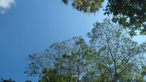 Low angle view of tree against blue sky