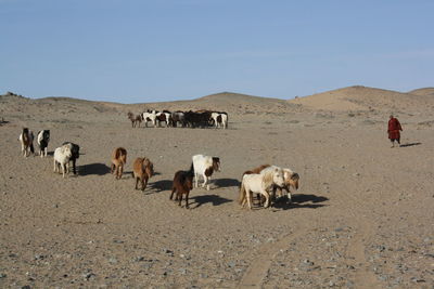 Wild horses against the blue sky in barren gobi desert.
