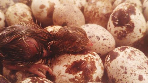 Close-up of fruits
