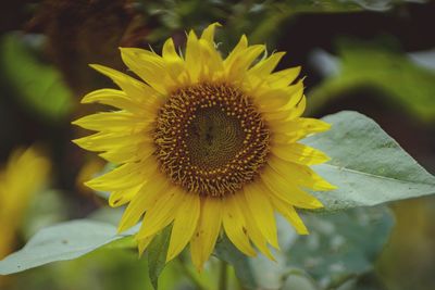 Close-up of sunflower