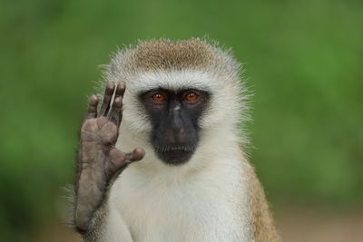 A vervet monkey up close