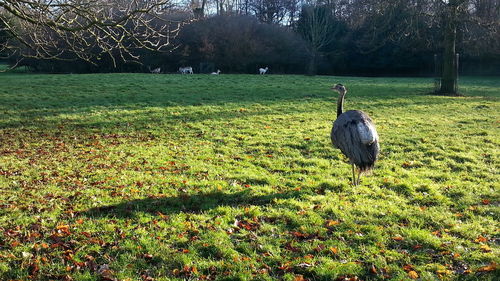 Bird perching on field against trees