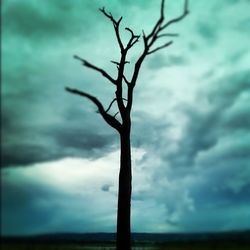 Bare trees against cloudy sky