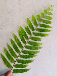 High angle view of succulent plant leaves