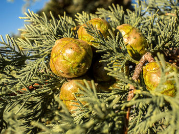 Close-up of fruit growing on plant