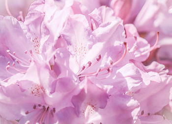 Close-up of pink flowers