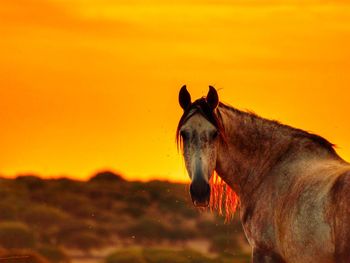 Horse standing on field during sunset