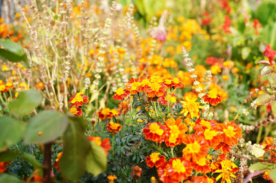 Close-up of flowers blooming outdoors