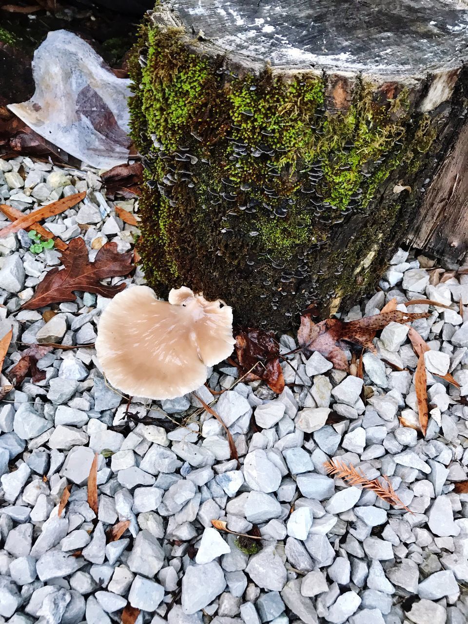 HIGH ANGLE VIEW OF MUSHROOMS ON ROCK