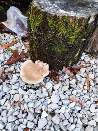 High angle view of mushrooms growing on rock