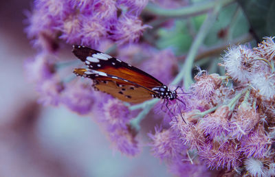 Close-up of butterfly pollinating on pink flower