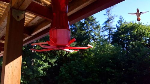 Hummingbird flying over bird feeder