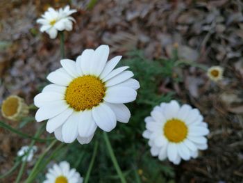 Close-up of white daisy flowers on field