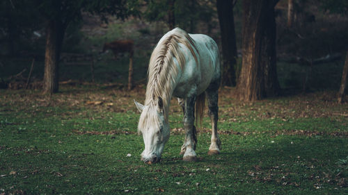 White horse grazing in a field