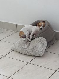 Dog sleeping on floor at home