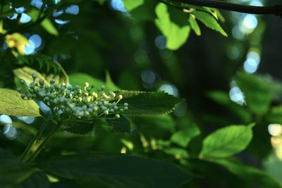 Close-up of green leaves on plant