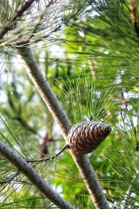 Low angle view of pine cone on tree