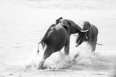 Elephants rough housing in lake