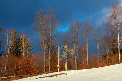 Trees on snow covered landscape against blue sky
