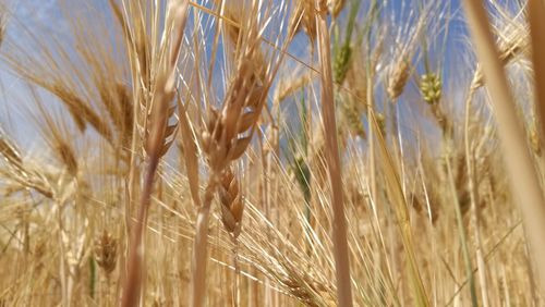 Close-up of wheat growing on field against sky