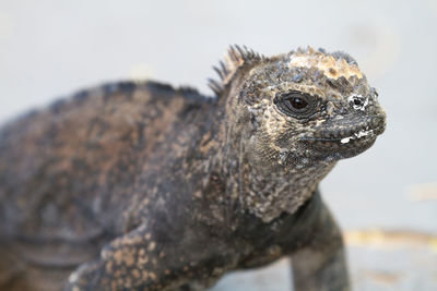 Close-up of lizard