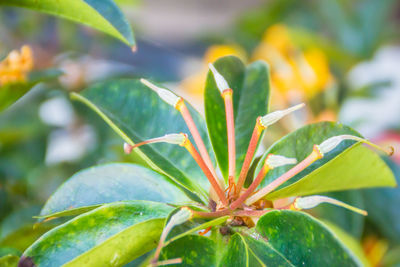 Close-up of flowering plant