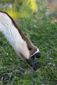 Close-up of a bird on field