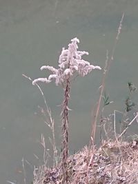 Close-up of wilted plant during winter