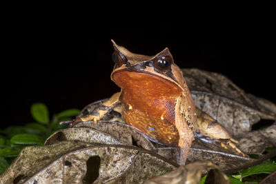 Close-up of lizard on rock at night