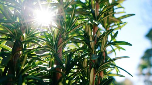 Close-up of plants against sky