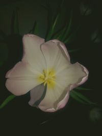 Close-up of flower against blurred background