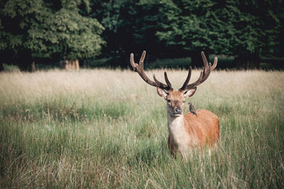 Bird perching on stag on grassy field at bushy park