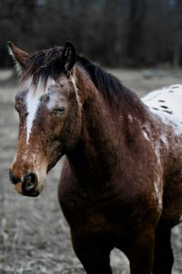 Horse standing in ranch