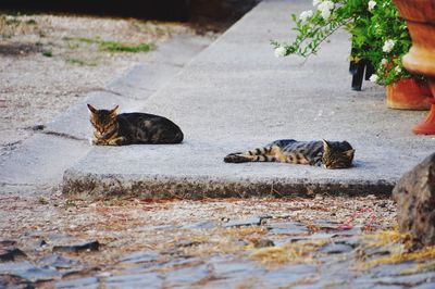 Stray cats relaxing on floor
