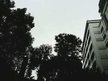 Low angle view of trees against sky