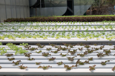 Close-up of plants in greenhouse