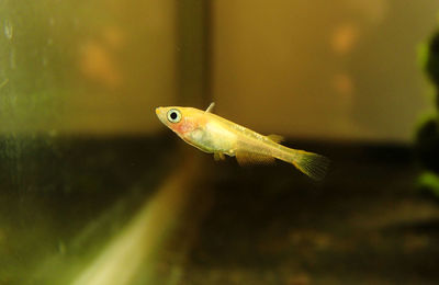 Close-up of fish swimming in aquarium