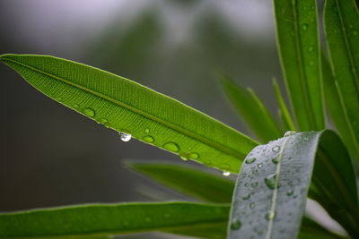 Close-up of raindrops on leaves