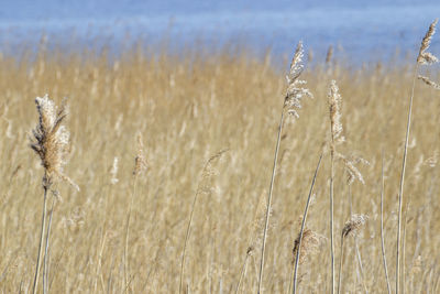 Close-up of wheat growing on field